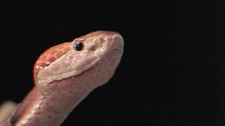 Floridas Venomous Snakes 0110  Copperheads [upl. by Aleik]