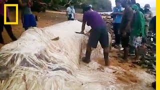 Mysterious quotHairy Blobquot Washes Ashore in the Philippines  National Geographic [upl. by Gypsy745]