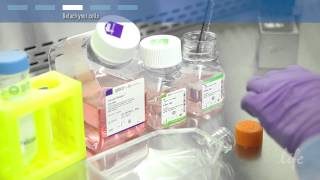 How to subculture passage primary cells [upl. by Robinett]