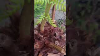 tree fern help Will anymore unfurl gardentips needed 🍃 [upl. by Rector]