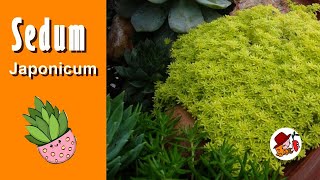 Llená de ORO tu Jardín con SEDUM JAPONICUM SUCULENTAS [upl. by Nyasuh966]