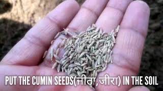 How to grow cumin seeds at home  3 very easy steps [upl. by Morra]