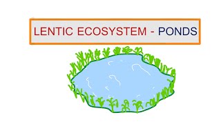 4 LENTIC ECOSYSTEM  PONDS  SEM 5  AQUATIC BIOLOGY PAPER 1 [upl. by Yeleen]