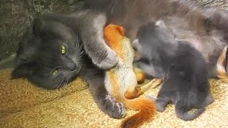 Mama Cat Adopts 4 Orphaned Baby Squirrels [upl. by Aran]