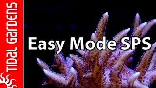 The quotEasy Modequot SPS Aquarium [upl. by Nelyahs]