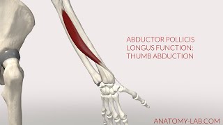 Abductor Pollicis Longus Function Thumb Abduction 3D Animation [upl. by Harifaz]