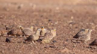 Ganga couronné  Pterocles coronatus  Crowned Sandgrouse [upl. by Applegate]