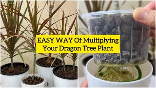 How to Grow and Propagate Dracaena  Dragon Tree or Dracaena Marginata  5 Months UPDATE [upl. by Benjie]