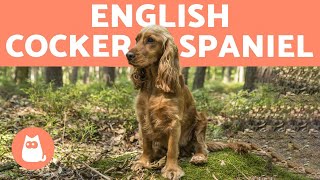 ENGLISH COCKER SPANIEL 🐶 Caring for a Playful Breed [upl. by Ellenehs]