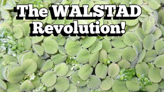 The WALSTAD Revolution Packs More Punch than Father Fish’s Soil Mix aquarium walstad fishroom [upl. by Annmaria]