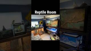 Reptile Room reptile reptiles reptileroom animals pet pets mancave fyp [upl. by Iana220]