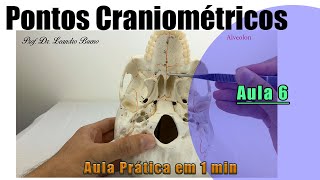 Pontos Craniométricos  Parte 6  Prática  Anatomia Humana [upl. by Picco]