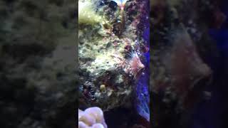 Marine Limpets in aquarium [upl. by Siramad861]