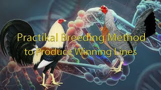 Practical Breeding Method to produce Winning Lines [upl. by On]