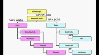 Development of Reproductive system [upl. by Ylrebmic]