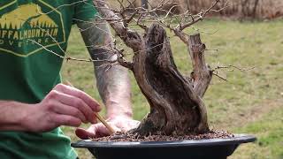 Honeysuckle Bonsai  Update 2022 [upl. by Oravla]