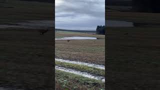 Good Run for the pup dog rabbithunting pest huntingdog lurcher deerhound wildlife [upl. by Asiaj]