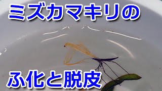 ミズカマキリのふ化と脱皮 [upl. by Relyuhcs]