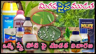 మిరపలో పై ముడుత నివారణ మందులు  Chilli leaf folding thrips attack  mirchi leaf curl disease control [upl. by Paulo736]