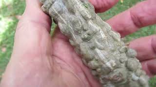 How to grow bumpy elephant tree  Operculicarya decaryi [upl. by Sulienroc309]