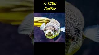 Top 10 Puffer Fish for Freshwater Aquariums [upl. by Reffineg]