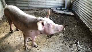 Small piggery update philippines [upl. by Sipple]