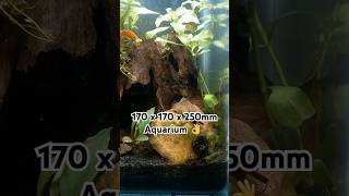 🌿Tiny Planted Shrimp Aquarium🦐 Neocaridina Shrimps aquarium shrimps [upl. by Ymirej]