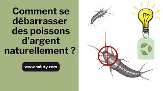 POISSON DARGENT  Comment se débarrasser des lépismes naturellement [upl. by Ellerad832]