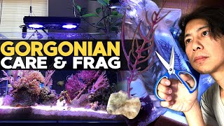 How to Frag amp Grow Gorgonian  Sea Fan 🌊 [upl. by Ardnait]