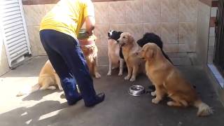 Dogs wait for feeding time [upl. by Hayotal]