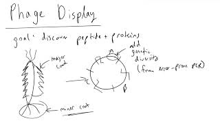 Phage Display Introduction [upl. by Ardnayek21]