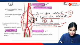 Elbow Anastomosis  Human Anatomy lecture  Xoom Academy [upl. by Onirefez]