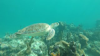 Snorkel with Sea Turtles  Coral Gardens Reef Turks and Caicos [upl. by Hewe]