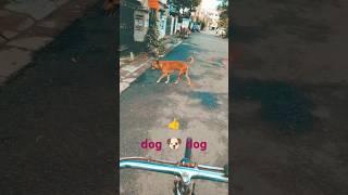 dogshort dogs dogviral dog streetdogsofindia comedy shorts viral YouTubeshorts [upl. by Julina763]