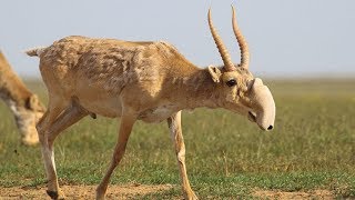 Saiga Antelope  Animal of the Week [upl. by Aryan]