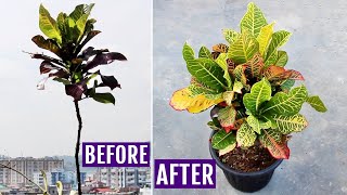 My SECRETS to Make Croton Plant BUSHY [upl. by Lewej]