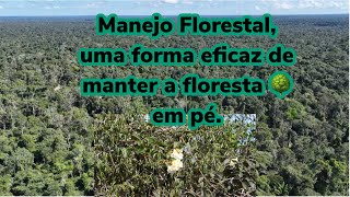 A importância do Manejo Florestal para preservação do meio ambiente [upl. by Hanavas]