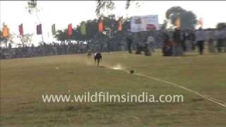 Dogs being raced in rural Punjab [upl. by Walworth]