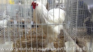 Coq Brahma Herminé Bleu  Giant Rooster  Riesenhahn  الديك العملاق  ジャイアントルースター [upl. by Aleirbag48]