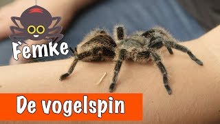 De vogelspin krulhaar🕷  DierenpraatTV [upl. by Sabra754]