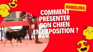 Comment présenter son chien en exposition [upl. by Beaudoin]