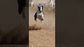 Greyhound Racing Dogs  Super Speed Track race Dogs tazidog [upl. by Acinorahs547]