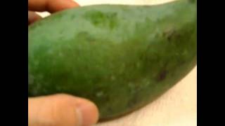 How to eat and prepare a green mango mangoes fruit Review tutorial [upl. by Pfosi]