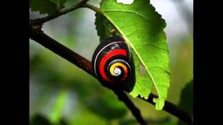 POLYMITA Worlds Most Beautiful Land Snail Baracoa Cuba [upl. by Oinoitna]