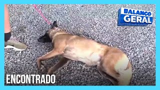 Apolo cachorro do Batalhão Lacustre da PMDF que havia desaparecido é encontrado  Balanço Geral DF [upl. by Georglana]