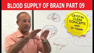 Blood Supply of Brain  Circle of Willis  Part 911 [upl. by Aramoj]