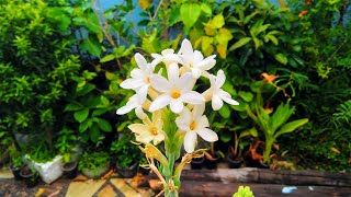 How to grow Tuberose from a bulb and Care  Right Time [upl. by Coy]