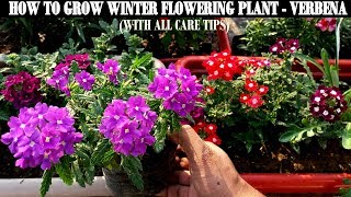 How To Grow Flower Plants At HomeVerbena [upl. by Adleme]