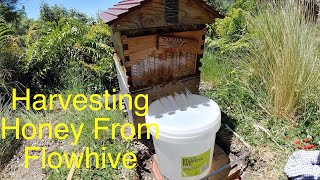 Harvesting Honey from my Flowhive [upl. by Yrevi]