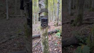 Technaxx Mini nature wild cam TX117 wildcamera wildanimals tx117 hunting [upl. by Wallinga867]